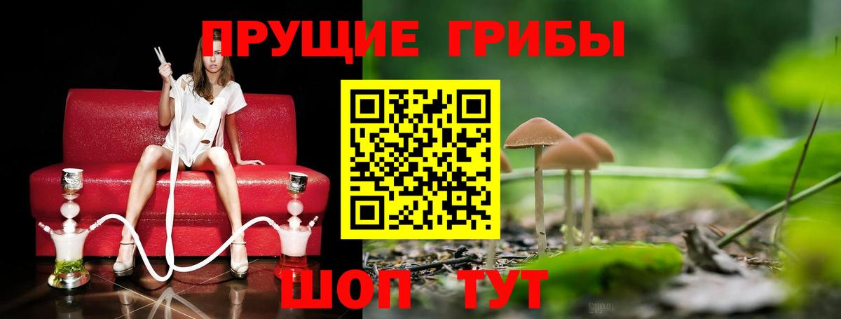 Псилоцибиновые грибы Psilocybe Апрелевка